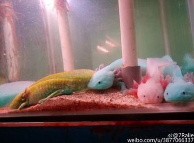 六角恐龍魚吃飼料嗎？：六角恐龍魚可以吃飼料嗎 龍魚百科 第1張