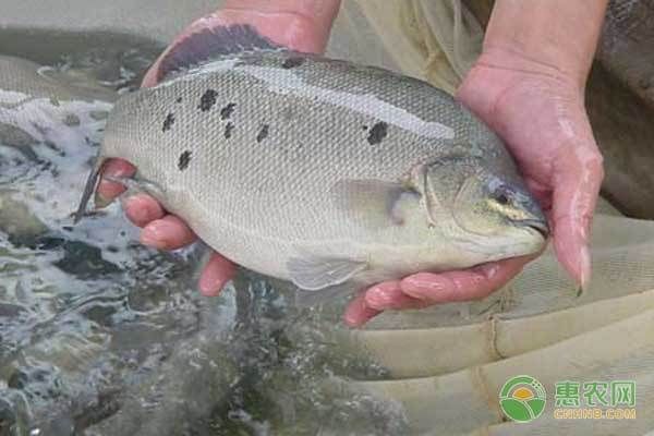 龍魚缸背景用什么顏色好看：龍魚缸背景用什么顏色好 水族問答 第1張