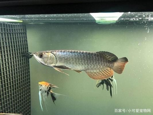 銀龍魚食欲減退的應(yīng)對策略：銀龍魚食欲減退可能由多種因素引起銀龍魚食欲減退 龍魚百科 第4張