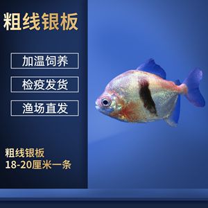 如何檢測(cè)黑云魚(yú)的免疫狀態(tài)？：黑云魚(yú)的免疫狀態(tài)可以通過(guò)多種方式進(jìn)行檢測(cè) 龍魚(yú)百科 第4張