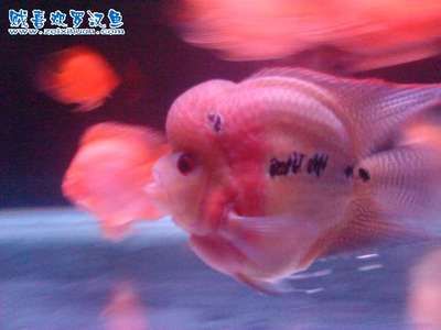 龍魚(yú)混養(yǎng)多久才不打架：關(guān)于龍魚(yú)混養(yǎng)成功的一些建議