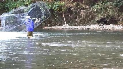 金龍魚在什么水域：東南亞河流生態(tài)特點,金龍魚繁殖季節(jié)觀察,金龍魚人工養(yǎng)殖技巧 龍魚百科 第4張