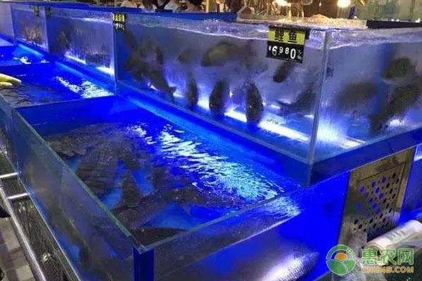 龍魚缸搭配：龍魚缸如何搭配？ 水族問答 第1張