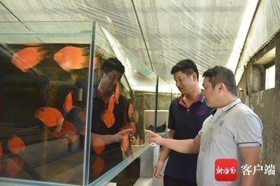 龍魚缸搭配：龍魚缸如何搭配？ 水族問答 第2張