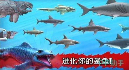 大白鯊幼崽成長過程：大白鯊幼崽的成長過程 龍魚百科 第5張