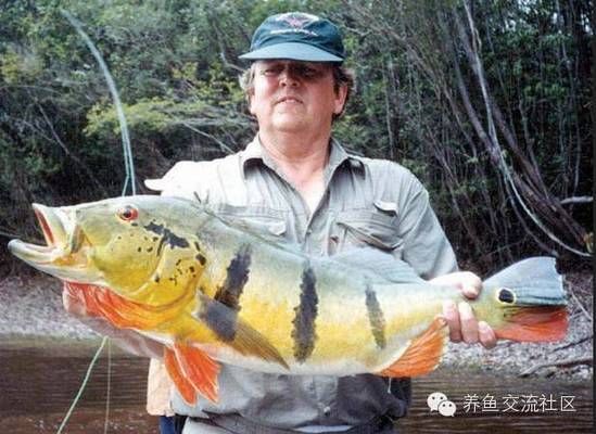 帝王三間魚和龍魚：如何預(yù)防帝王三間魚與龍魚混養(yǎng)的成功案例 龍魚百科 第4張