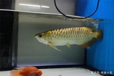 巴卡雷龍魚(yú)品種鑒別方法：巴卡雷龍魚(yú)與黃金眼鏡蛇區(qū)別巴卡雷龍魚(yú)與黃金眼鏡蛇區(qū)別 龍魚(yú)百科 第5張