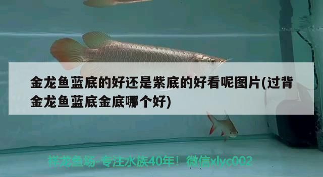 金龍魚藍底的好還是紫底的好：金龍魚led燈光搭配指南, 龍魚百科 第2張