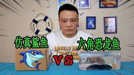 別小齊開箱六角恐龍魚：六角恐龍魚的飼養(yǎng)方式 龍魚百科 第4張