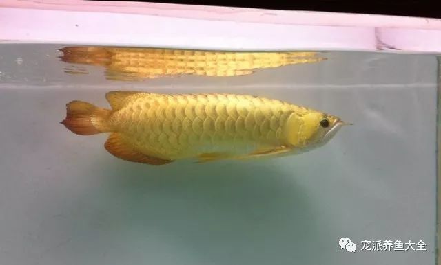 龍魚和招財魚的區(qū)別：龍魚與招財魚的區(qū)別 龍魚百科 第5張