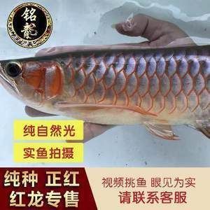 廣州龍魚批發(fā)市場地址在哪里啊多少錢：廣州龍魚市場地址及價格 龍魚百科 第5張