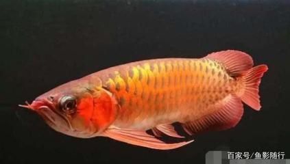 龍魚缸底棲魚有哪些好處：使用龍魚缸底棲魚有哪些好處？ 水族問答 第3張