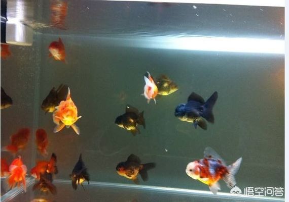 龍魚缸底棲魚有哪些好處：使用龍魚缸底棲魚有哪些好處？ 水族問答 第4張