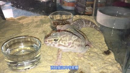 豹紋夫魚(yú)成魚(yú)飼養(yǎng)技巧：成魚(yú)飼養(yǎng)技巧：豹紋夫魚(yú)常見(jiàn)疾病預(yù)防豹紋夫魚(yú)水質(zhì)管理方法 龍魚(yú)百科 第1張