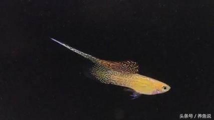 豹紋夫魚(yú)成魚(yú)飼養(yǎng)技巧：成魚(yú)飼養(yǎng)技巧：豹紋夫魚(yú)常見(jiàn)疾病預(yù)防豹紋夫魚(yú)水質(zhì)管理方法 龍魚(yú)百科 第2張