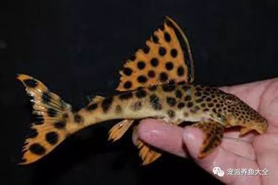 豹紋夫魚(yú)成魚(yú)飼養(yǎng)技巧：成魚(yú)飼養(yǎng)技巧：豹紋夫魚(yú)常見(jiàn)疾病預(yù)防豹紋夫魚(yú)水質(zhì)管理方法 龍魚(yú)百科 第4張