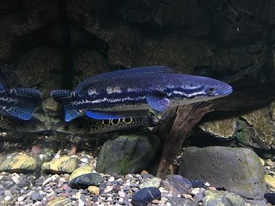 雷龍魚最好的飼料：雷龍魚專用飼料的價格區(qū)間,如何自制雷龍魚飼料