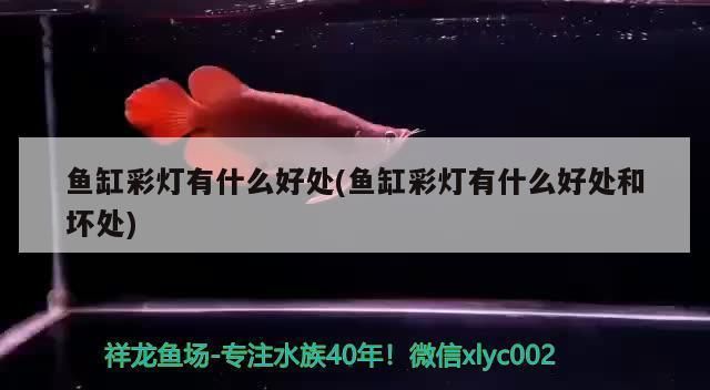 細線銀板魚苗疾病預防措施：細線銀板魚苗水溫控制技巧,細線銀板魚苗光照管理方法 龍魚百科 第4張