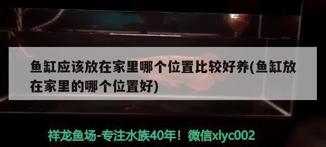 龍魚魚缸擺放位置：魚缸擺放位置的選擇對(duì)龍魚的健康和生活至關(guān)重要