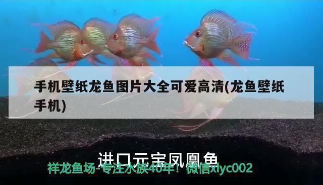 龍魚高清手機(jī)壁紙：龍魚高清手機(jī)壁紙分析 龍魚百科 第3張