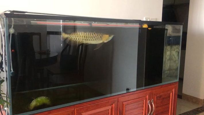 龍魚缸什么魚清潔最好：哪些魚適合養(yǎng)在龍魚缸中？ 龍魚百科 第3張