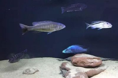 龍魚(yú)缸放什么氧氣頭好：如何在龍魚(yú)缸中使用氧氣頭？ 水族問(wèn)答 第4張