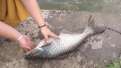 龍魚缸放什么魚去水藻好：在龍魚缸里放什么魚可以幫助去除水藻？ 水族問答 第1張