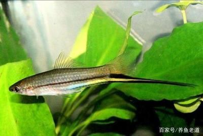 龍魚缸高度50和60哪個(gè)好：50厘米高的魚缸和60厘米的魚缸哪個(gè)更合適？ 水族問答