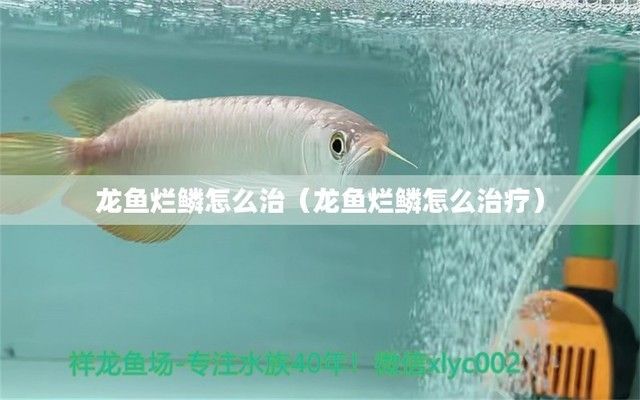 龍魚爛鱗怎么辦：針對龍魚爛鱗的一些治療方法，希望對你有所幫助幫助 龍魚百科 第3張