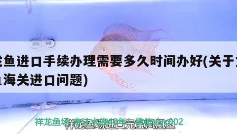 龍魚缸工具魚：如何清潔龍魚缸？ 水族問答 第1張