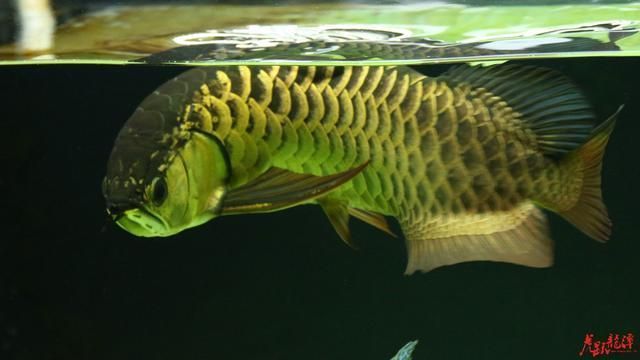 高背紅尾金龍魚：高背紅尾金龍魚與其他魚類混養(yǎng)指南