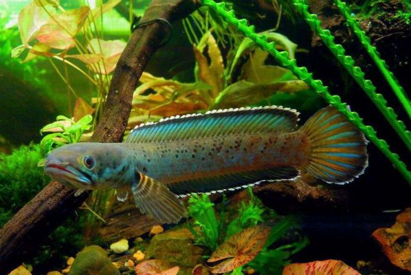 雷龍魚是冷水還是熱帶魚：雷龍魚是一種生活在淡水中的熱帶魚，而不是熱帶魚 龍魚百科 第3張