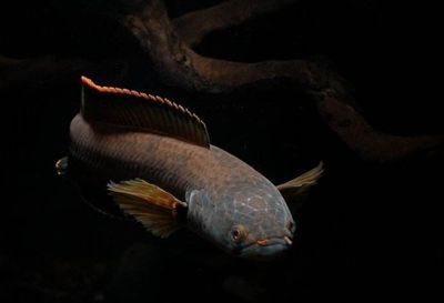 雷龍魚是冷水還是熱帶魚：雷龍魚是一種生活在淡水中的熱帶魚，而不是熱帶魚 龍魚百科 第4張