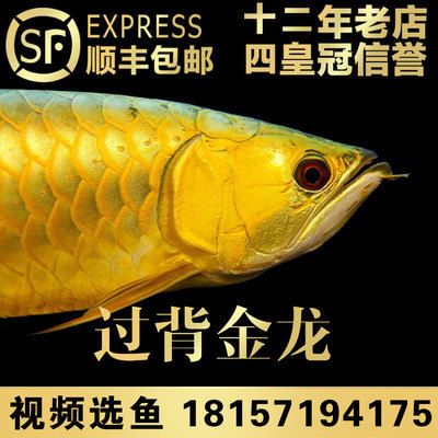 古典和24k金龍魚：古典藝術(shù)與24k金龍魚的融合 龍魚百科 第3張