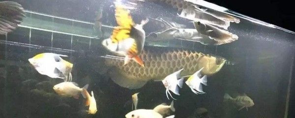 龍魚虎魚打架會打死嗎：如何判斷龍魚虎魚打架 龍魚百科 第5張