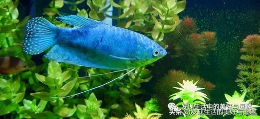 藍(lán)龍魚多少錢：藍(lán)龍魚市場(chǎng)價(jià)格波動(dòng)原因藍(lán)底過背金龍魚養(yǎng)殖方法 龍魚百科 第3張