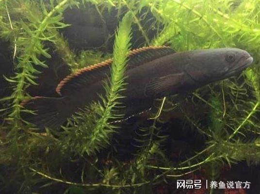 雷龍魚有什么品種：常見的雷龍魚品其特點(diǎn) 龍魚百科 第5張