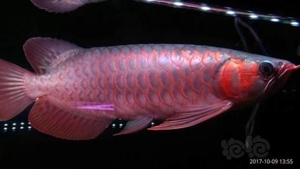 印尼超血紅龍魚市場趨勢預測：印尼超血紅龍魚市場趨勢預測印尼超血紅龍魚市場價格波動 龍魚百科 第2張