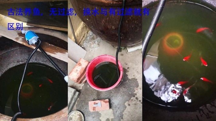 魚苗換水適宜頻率是多少：不同類型的魚苗換水頻率有所不同 龍魚百科 第4張