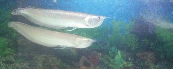 銀龍魚活餌安全處理方法：銀龍魚活餌的安全處理方法 龍魚百科 第1張