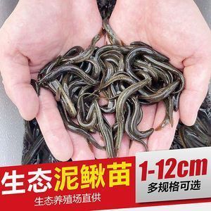 銀龍魚活餌安全處理方法：銀龍魚活餌的安全處理方法 龍魚百科 第2張