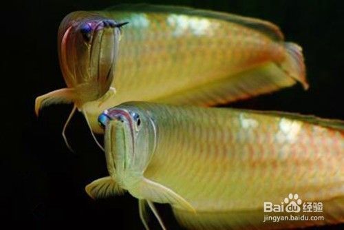 龍魚(yú)缸水混濁：如何判斷龍魚(yú)缸中的水是否混濁了？ 水族問(wèn)答