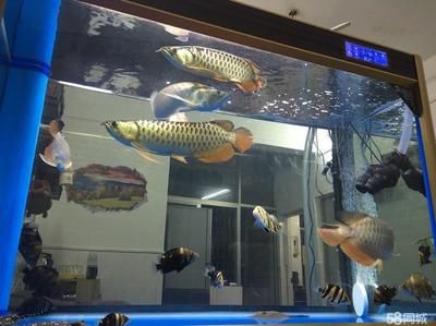 深圳賣龍魚最大的市場在哪里：深圳龍華區(qū)水族市場 龍魚百科 第3張