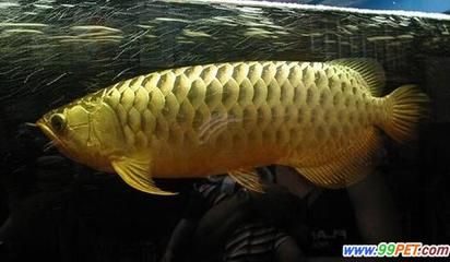 金龍魚和紅龍魚區(qū)別在哪里：金龍魚與紅龍魚的區(qū)別 龍魚百科 第4張