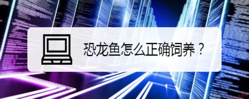 恐龍魚(yú)能養(yǎng)嗎有毒嗎：六角恐龍魚(yú)是否能養(yǎng)以及是否有毒，六角恐龍魚(yú)食物選擇指南 龍魚(yú)百科 第4張