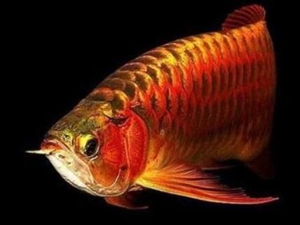 紅龍魚(yú)是什么魚(yú)類的魚(yú)呢：紅龍魚(yú)與其他觀賞魚(yú)的區(qū)別，紅龍魚(yú)的飼養(yǎng)技巧有哪些？ 龍魚(yú)百科 第2張