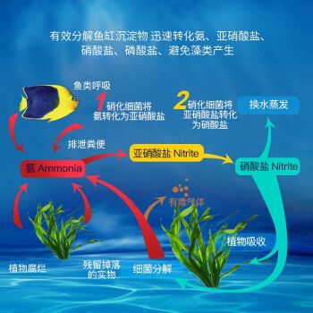 龍魚活化菌：龍魚活化菌使用誤區(qū)硝化細菌培養(yǎng)的最佳環(huán)境培養(yǎng)的最佳環(huán)境 龍魚百科 第5張