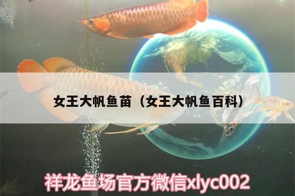 女王大帆魚苗養(yǎng)殖技術：女王大帆魚苗繁殖成功率提升女王大帆魚苗繁殖成功率提升 龍魚百科 第4張