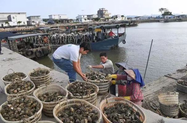 金龍魚產(chǎn)值多少億：2019年金龍魚產(chǎn)值358.67億元同比增長5.74% 龍魚百科 第3張