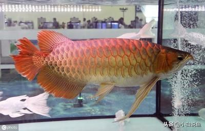 龍魚(yú)怎樣麻醉喂食的：龍魚(yú)麻醉后喂食的注意事項(xiàng)